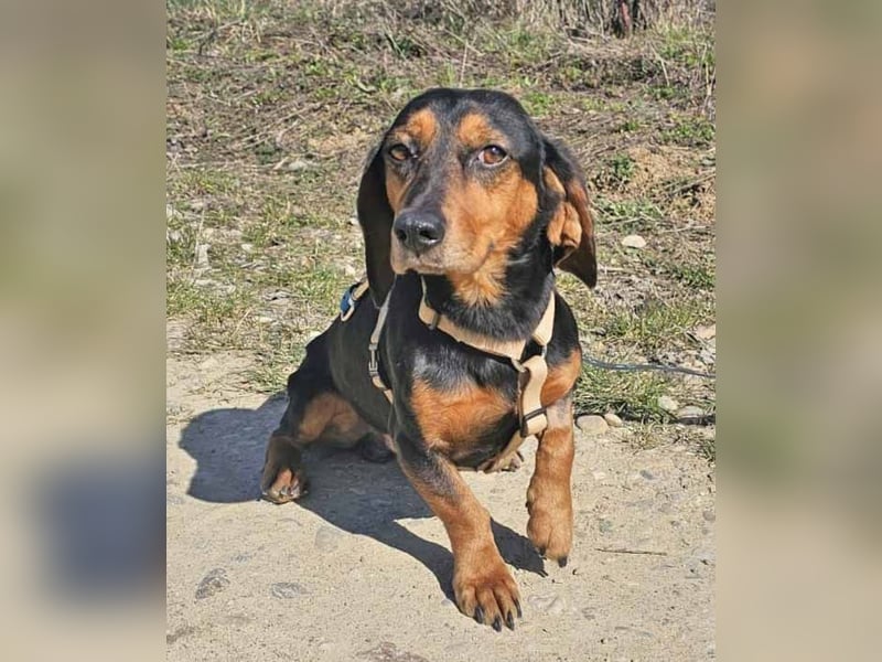 Timon wartet in 31303 Burgdorf auf ein endgültiges Zuhause