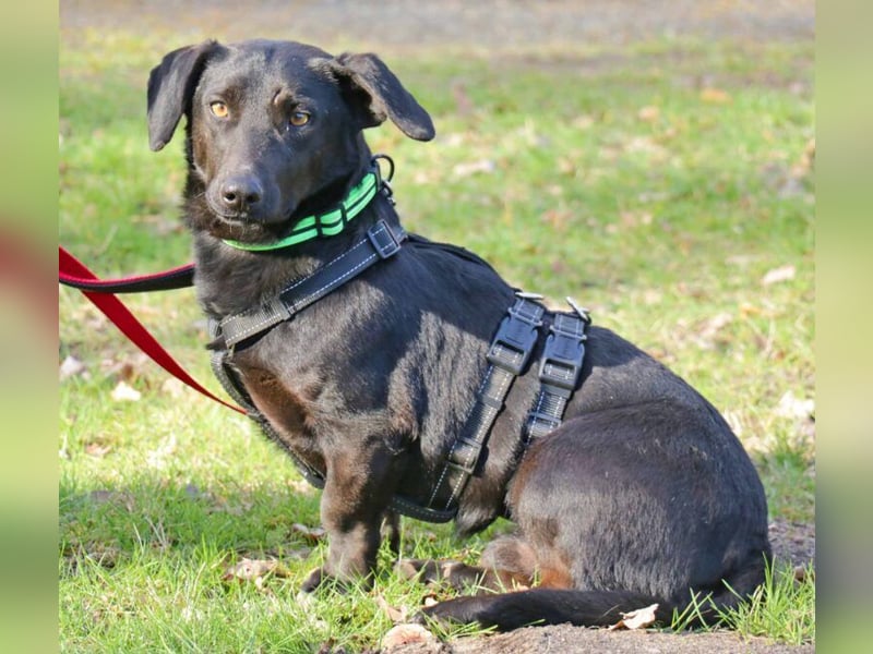 Dackel Billy 35cm geb. 11/2022 wartet bei Hannover auf liebe Menschen