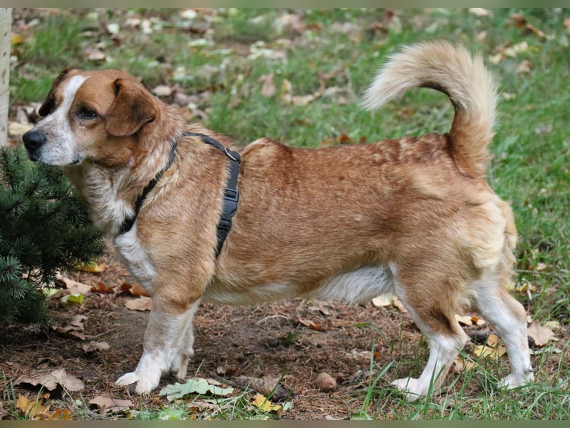 Jürgen 39 cm geb. 01/2017 - Dackelmix sucht Zuhause Jürgen 39 cm geb. 01/2017 - Dackelmix sucht Zuhause