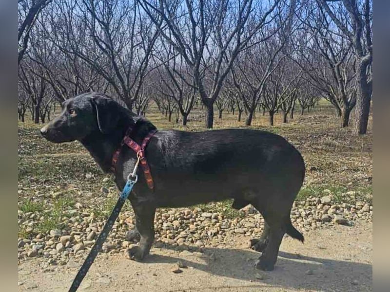 Dackel Billy 35cm geb. 11/2022 wartet bei Hannover auf liebe Menschen