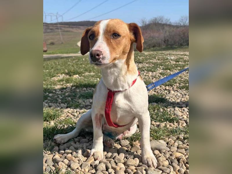 Dackel-Jack Russell MixMimi 28cm geb. 05/2023 eignet sich für jede Familie