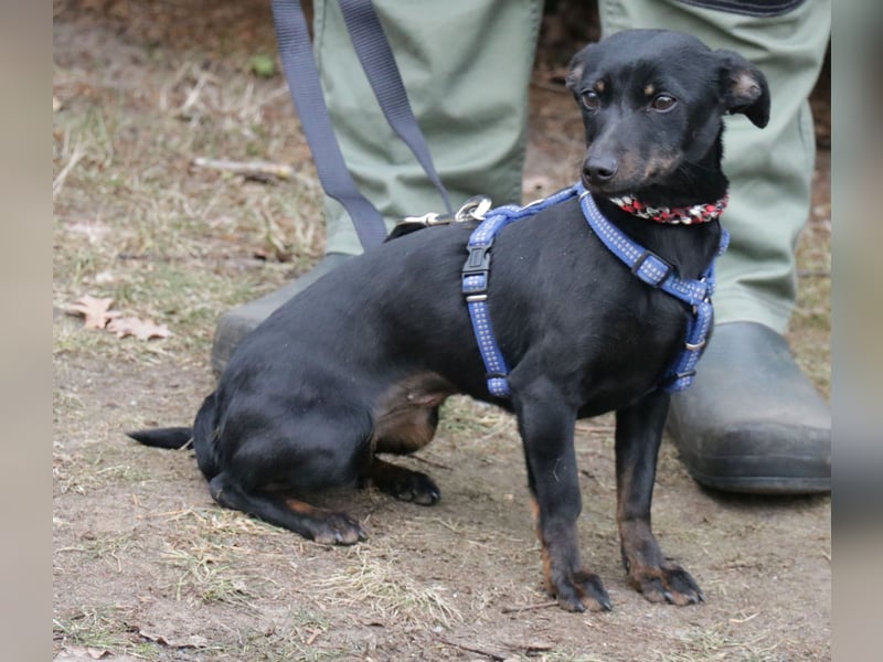 Dackel Lilo 30 cm geb. 06/2024 wartet bei Hannover auf liebe Adoptanten