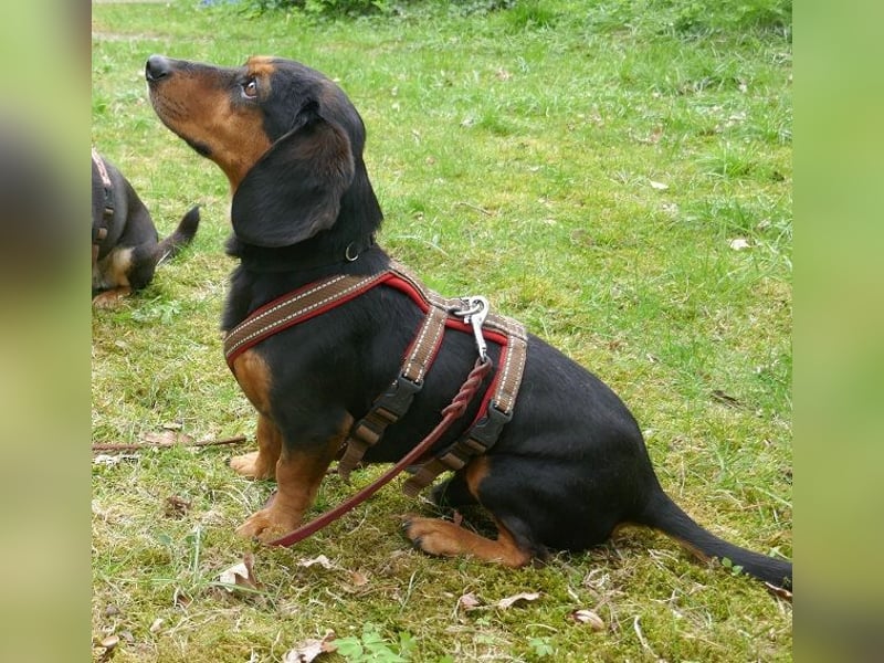Timon wartet in 31303 Burgdorf auf ein endgültiges Zuhause