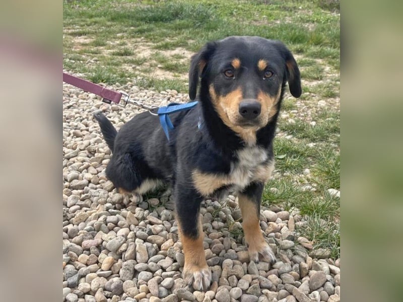 Dackel-Mix Sindy 35cm geb. 01/2025 ist eine tolle Familienhündin