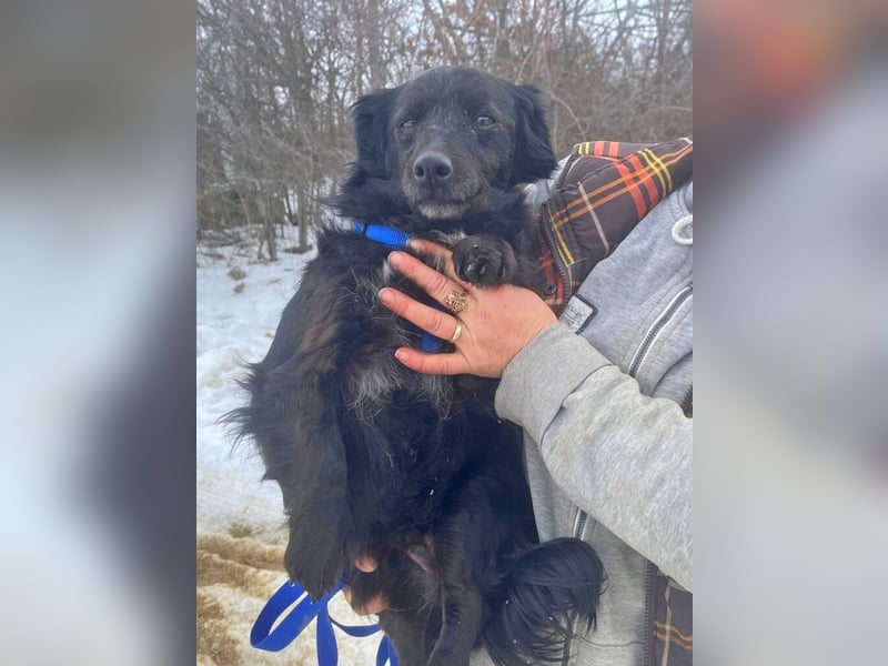 Dackelmix Chanel 33cm geb. 04/2014 sucht liebevolle Menschen