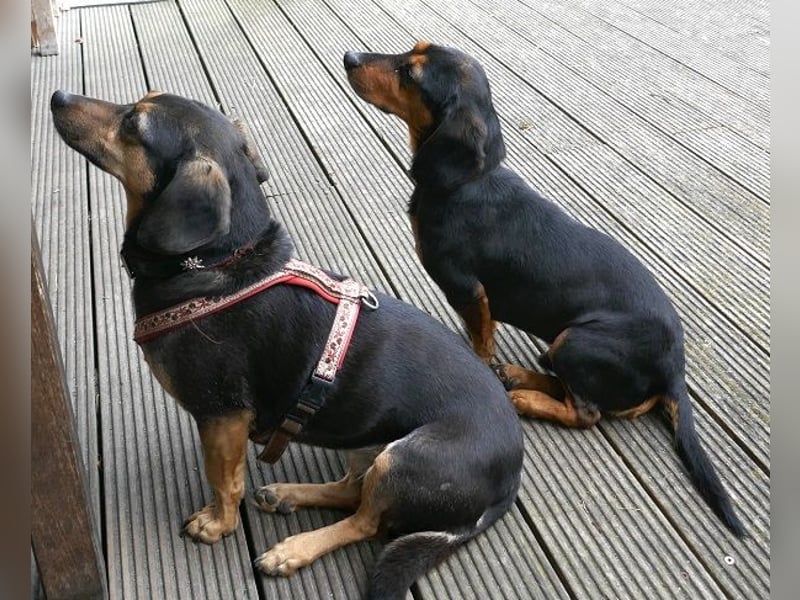 Timon wartet in 31303 Burgdorf auf ein endgültiges Zuhause