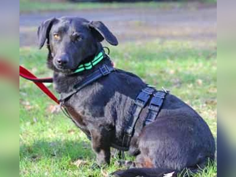 Dackel Billy 35cm geb. 11/2022 wartet bei Hannover auf liebe Menschen