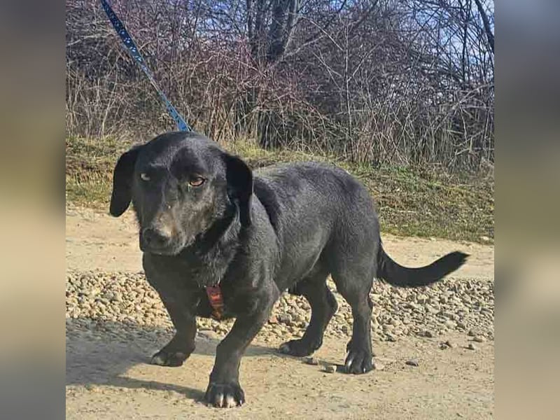 Dackel Billy 35cm geb. 11/2022 wartet bei Hannover auf liebe Menschen