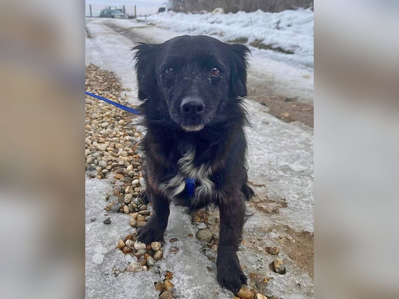 Dackelmix Chanel 33cm geb. 04/2014 sucht liebevolle Menschen