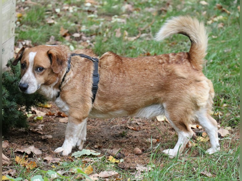 Jürgen 39 cm geb. 01/2017 - Dackelmix sucht Zuhause Jürgen 39 cm geb. 01/2017 - Dackelmix sucht Zuhause