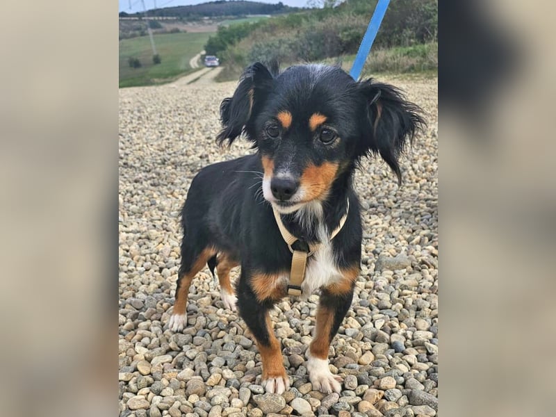 Dackel-Papillon-Mix Sarah 32cm geb. 11/2022 sucht liebevolle Menschen