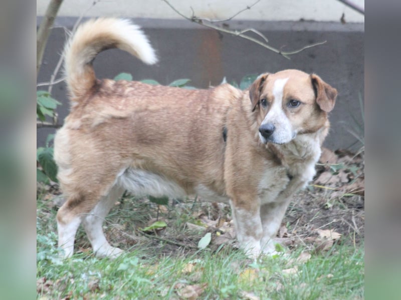 Jürgen 39 cm geb. 01/2017 - Dackelmix sucht Zuhause Jürgen 39 cm geb. 01/2017 - Dackelmix sucht Zuhause