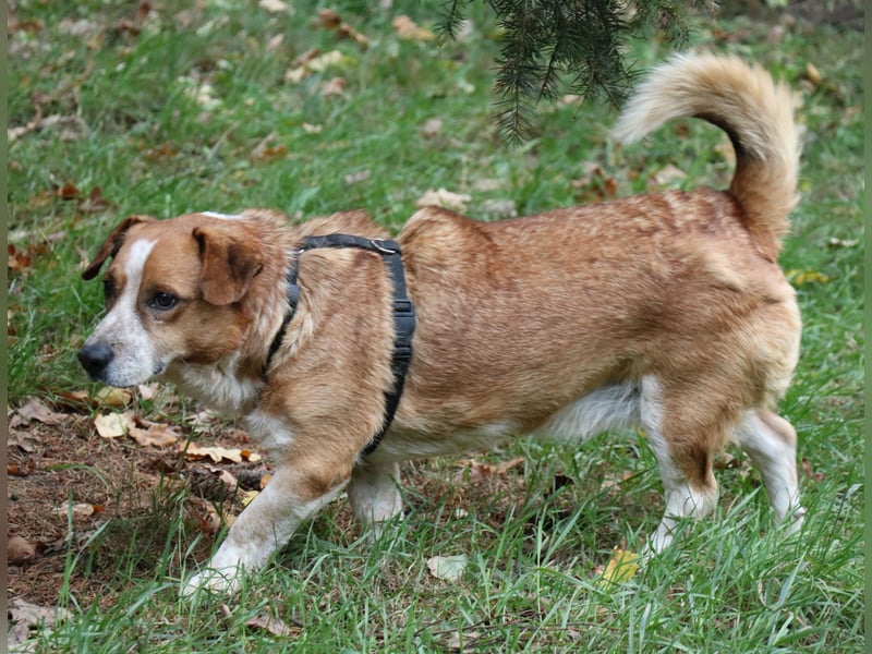 Jürgen 39 cm geb. 01/2017 - Dackelmix sucht Zuhause Jürgen 39 cm geb. 01/2017 - Dackelmix sucht Zuhause