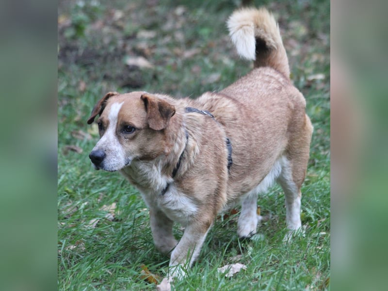 Jürgen 39 cm geb. 01/2017 - Dackelmix sucht Zuhause Jürgen 39 cm geb. 01/2017 - Dackelmix sucht Zuhause