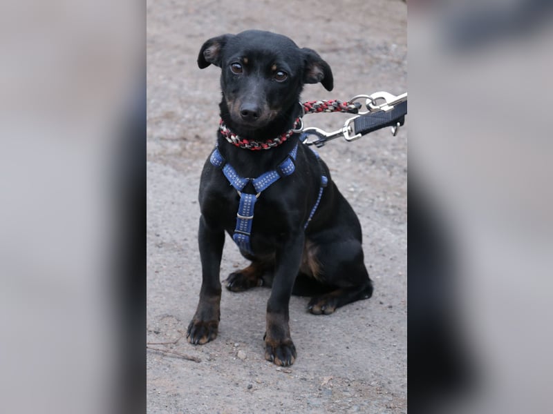 Dackel Lilo 30 cm geb. 06/2024 wartet bei Hannover auf liebe Adoptanten