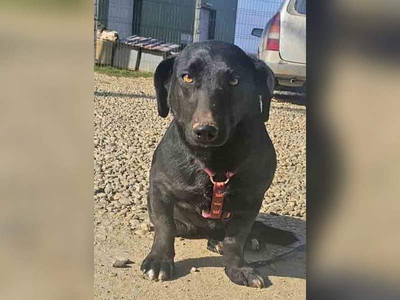 Dackel Billy 35cm geb. 11/2022 sucht liebevolle Menschen