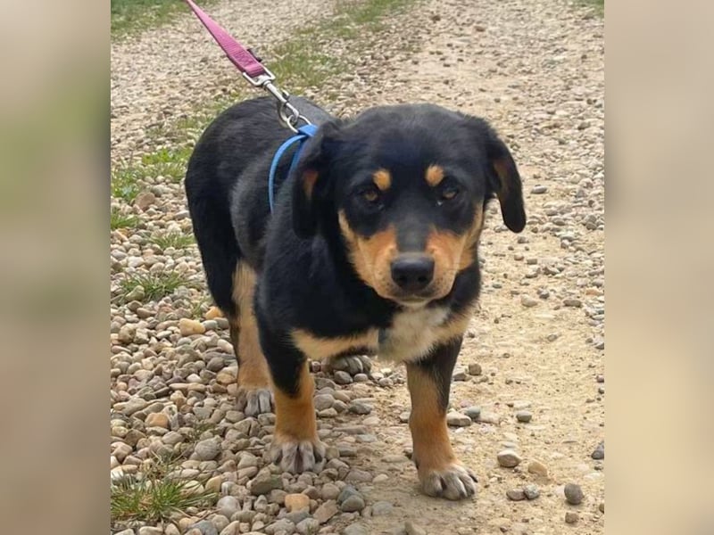 Dackel-Mix Sindy 35cm geb. 01/2025 ist eine tolle Familienhündin