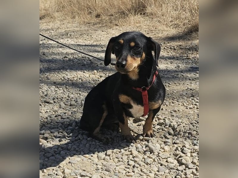 Daisy 27 cm geb. 03/2025 kann sofort nach Deutschland kommen