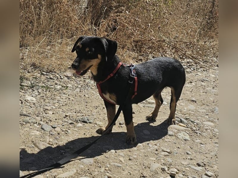 Daisy 27 cm geb. 03/2025 kann sofort nach Deutschland kommen