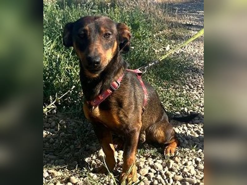 Rusty 32 cm geb. 01/2024 ist ein idealer Familienhund