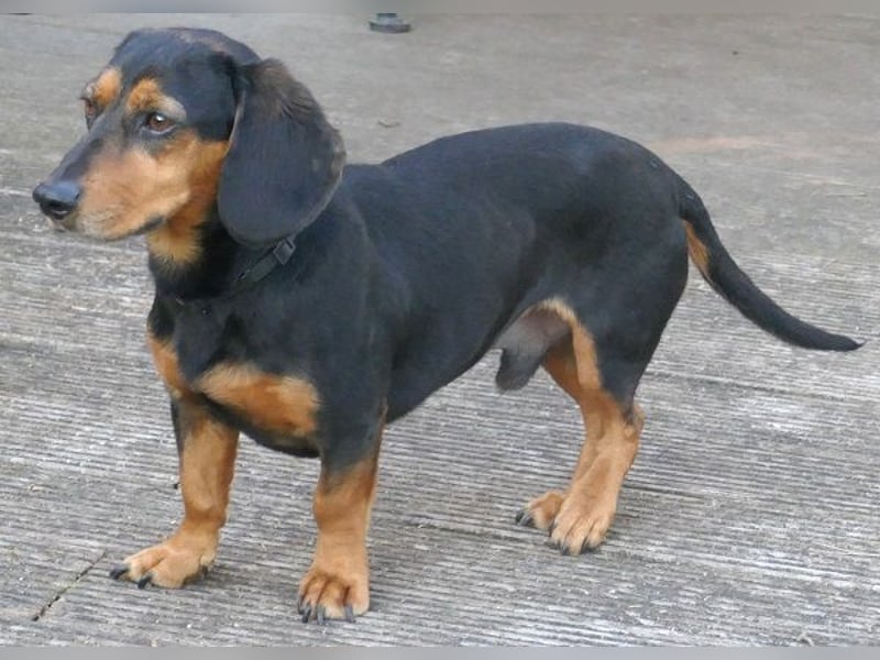 Timon wartet in 31303 Burgdorf auf ein endgültiges Zuhause