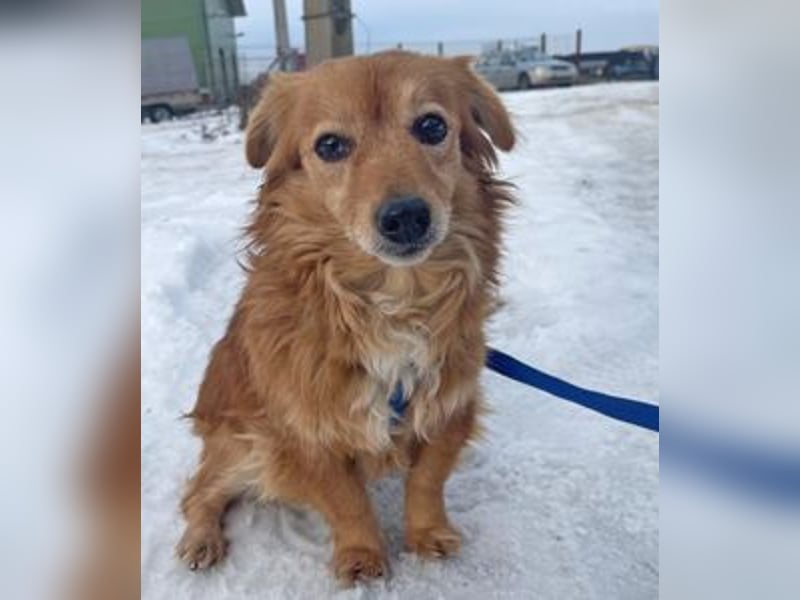 Dackelmix Yrsa 32cm geb. 03/2018