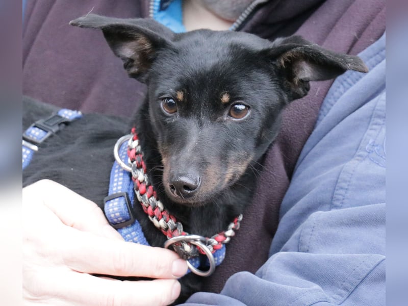 Dackel Lilo 30 cm geb. 06/2024 wartet bei Hannover auf liebe Adoptanten