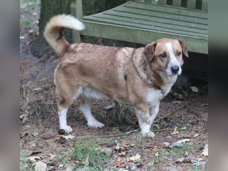 Jürgen 39 cm geb. 01/2017 - Dackelmix sucht Zuhause Jürgen 39 cm geb. 01/2017 - Dackelmix sucht Zuhause