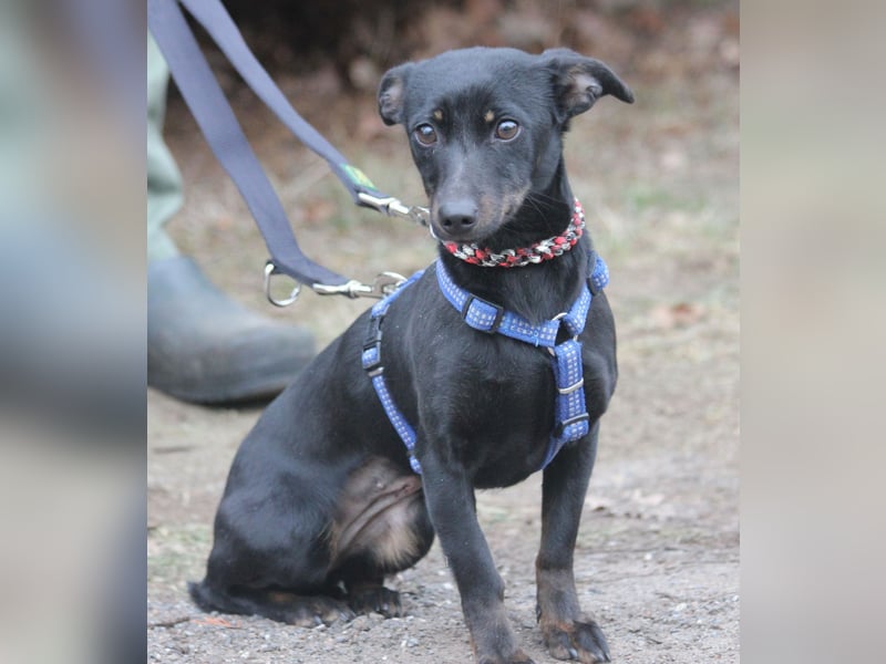 Dackel Lilo 30 cm geb. 06/2024 wartet bei Hannover auf liebe Adoptanten