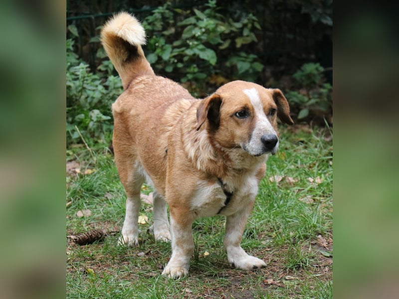Jürgen 39 cm geb. 01/2017 - Dackelmix sucht Zuhause Jürgen 39 cm geb. 01/2017 - Dackelmix sucht Zuhause