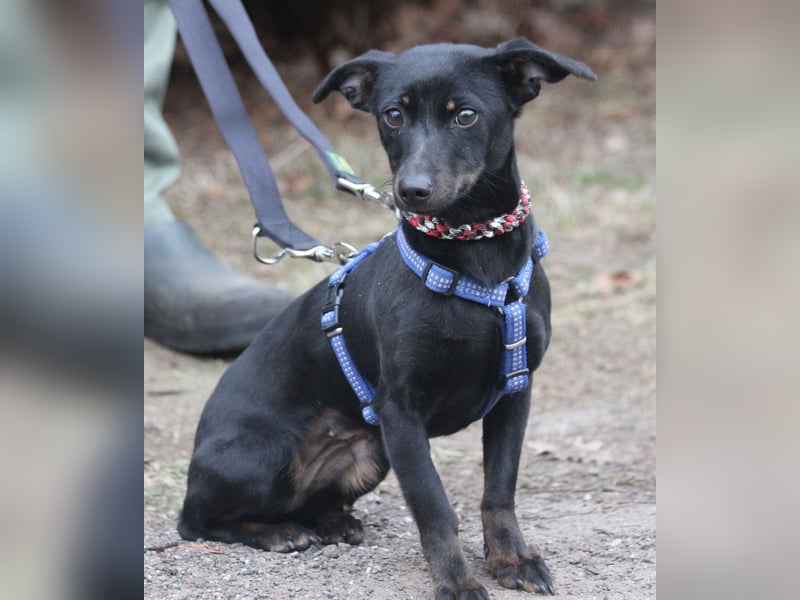 Dackel Lilo 30 cm geb. 06/2024 wartet bei Hannover auf liebe Adoptanten