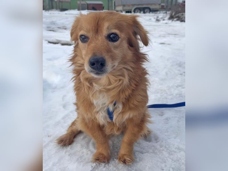 Dackelmix Yrsa 32cm geb. 03/2018