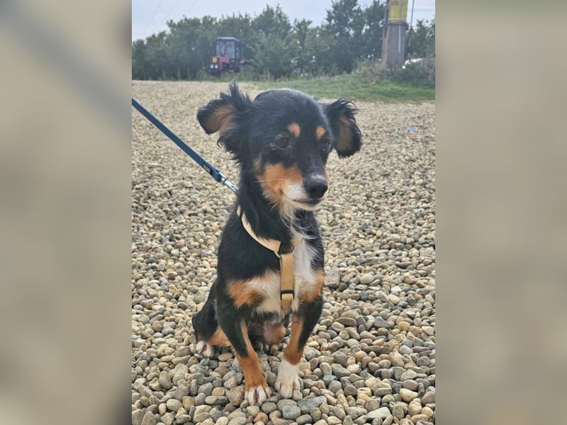 Dackel-Papillon-Mix Sarah 32cm geb. 11/2022 sucht liebevolle Menschen