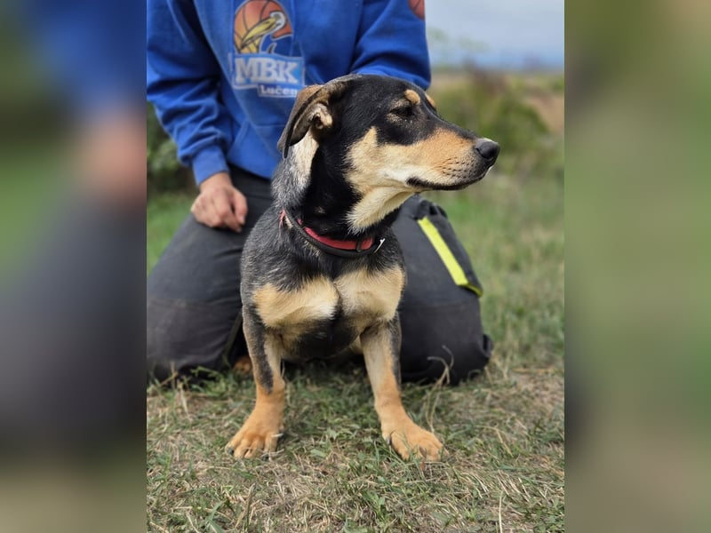 Kleine, fröhliche Dackel Mix Dame, 10Mon., kastriert