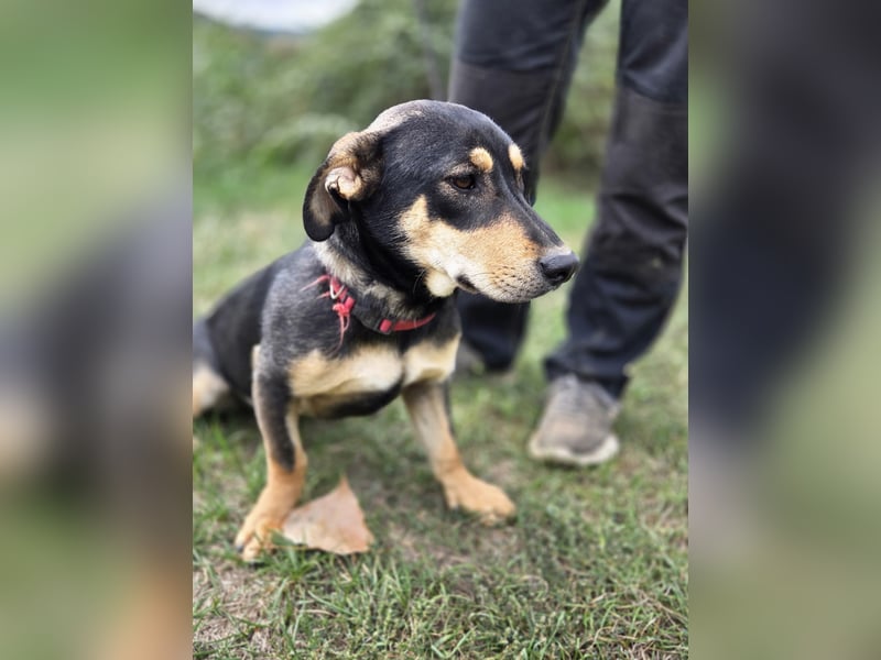 Kleine, fröhliche Dackel Mix Dame, 10Mon., kastriert