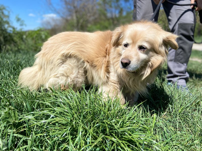 Goldie-Dackel ähnl. Hundeopi sucht sein Glück, 10+ Jahre, ca. 40 cm, kastriert