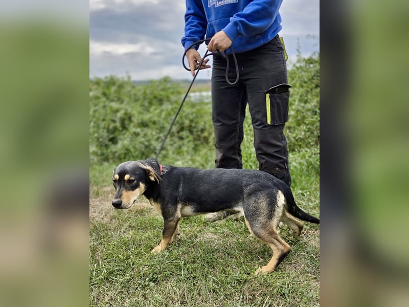 Kleine, fröhliche Dackel Mix Dame, 10Mon., kastriert