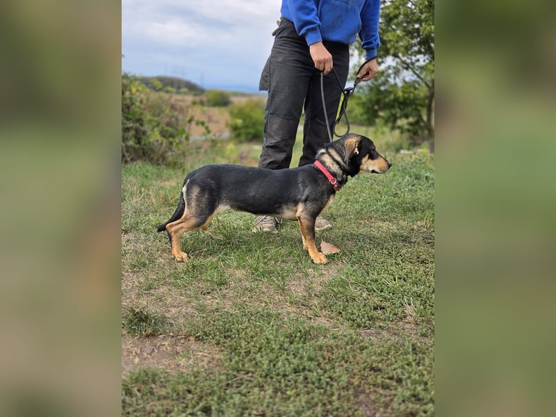 Kleine, fröhliche Dackel Mix Dame, 10Mon., kastriert