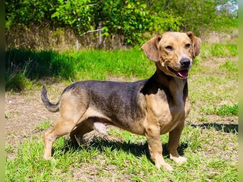 Basti - Handlicher kleiner Dackel-Beagle ähnl. Sonnenschein, 2,5J., kastr.