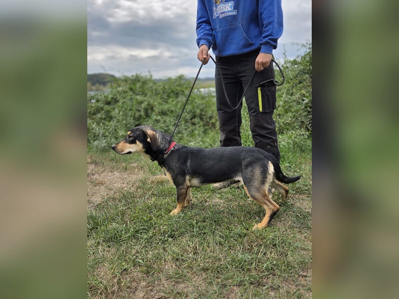 Kleine, fröhliche Dackel Mix Dame, 10Mon., kastriert