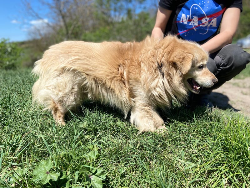 Goldie-Dackel ähnl. Hundeopi sucht sein Glück, 10+ Jahre, ca. 40 cm, kastriert