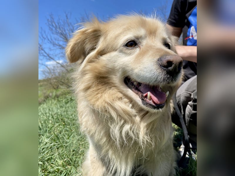 Goldie-Dackel ähnl. Hundeopi sucht sein Glück, 10+ Jahre, ca. 40 cm, kastriert