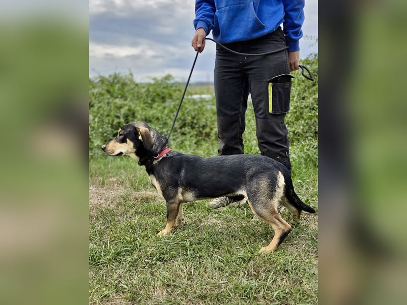 Kleine, fröhliche Dackel Mix Dame, 10Mon., kastriert