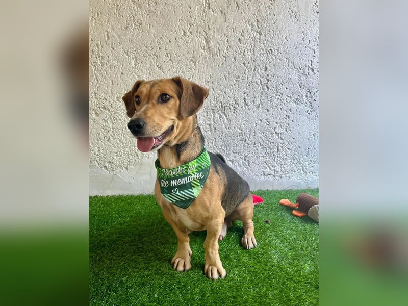 Basti - Handlicher kleiner Dackel-Beagle ähnl. Sonnenschein, 2,5J., kastr.