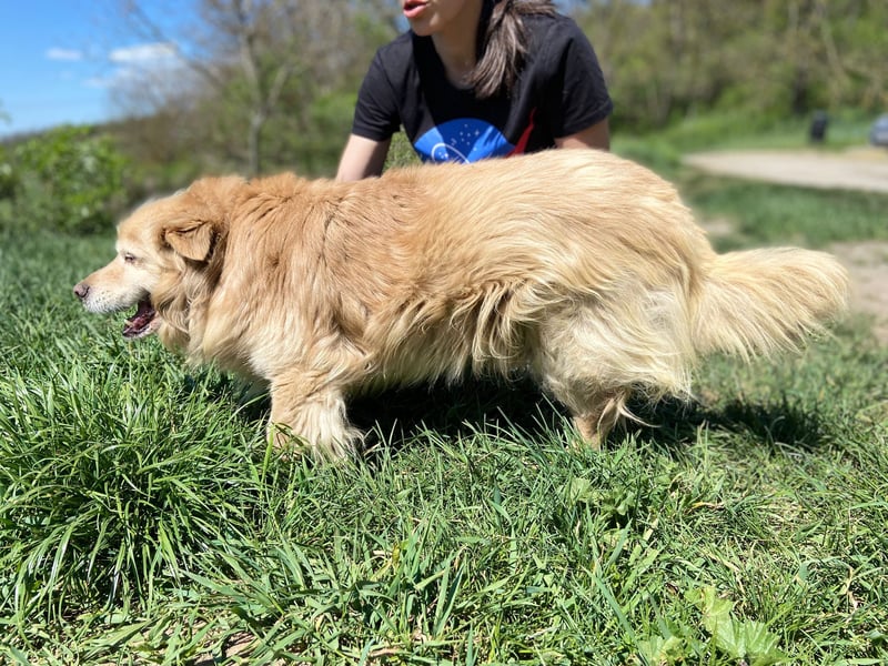 Goldie-Dackel ähnl. Hundeopi sucht sein Glück, 10+ Jahre, ca. 40 cm, kastriert