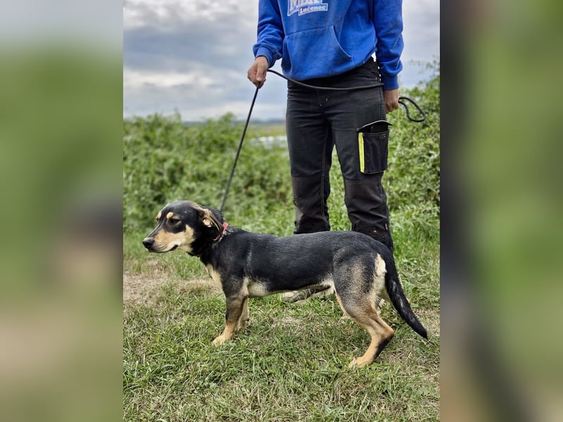 Kleine, fröhliche Dackel Mix Dame, 10Mon., kastriert