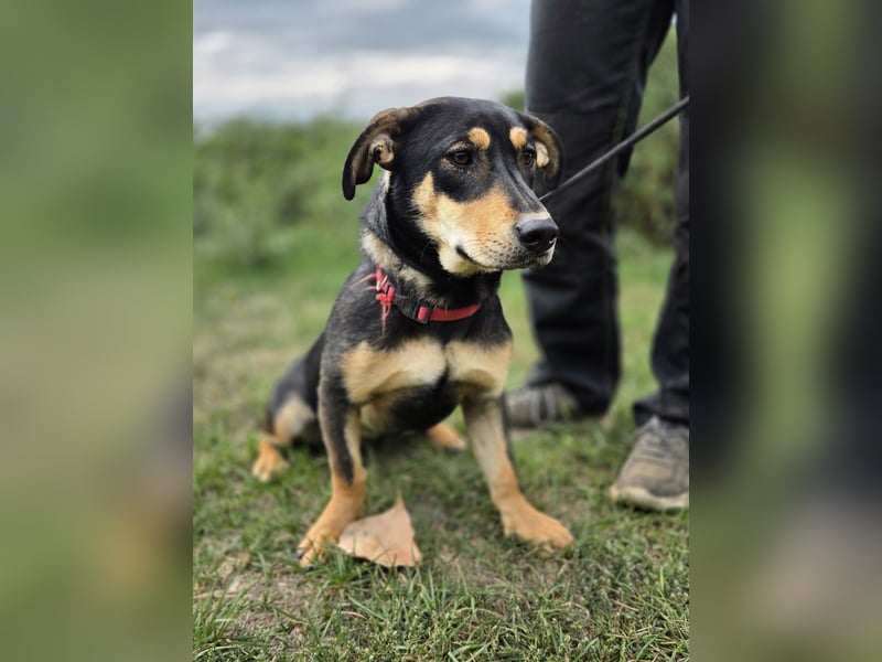 Kleine, fröhliche Dackel Mix Dame, 10Mon., kastriert