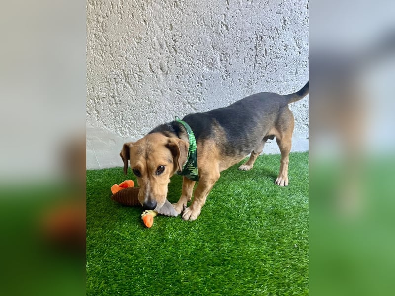 Basti - Handlicher kleiner Dackel-Beagle ähnl. Sonnenschein, 2,5J., kastr.