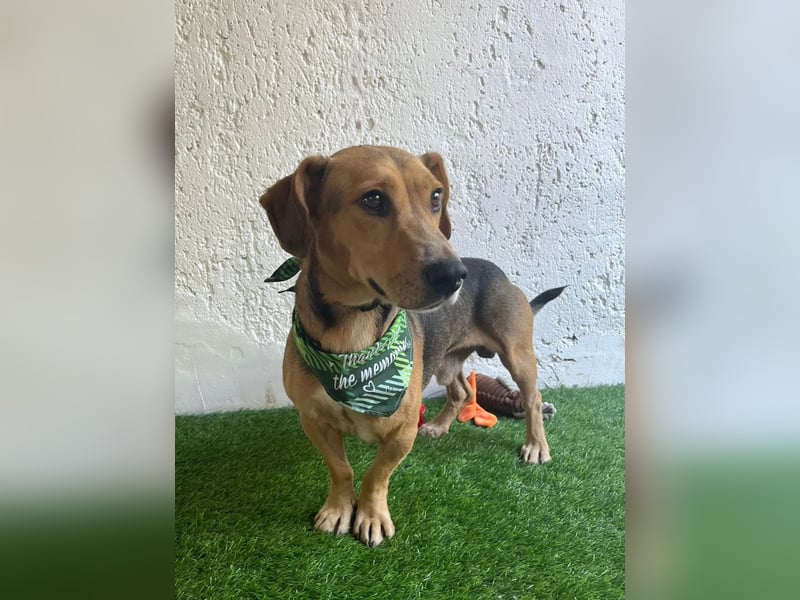 Basti - Handlicher kleiner Dackel-Beagle ähnl. Sonnenschein, 2,5J., kastr.