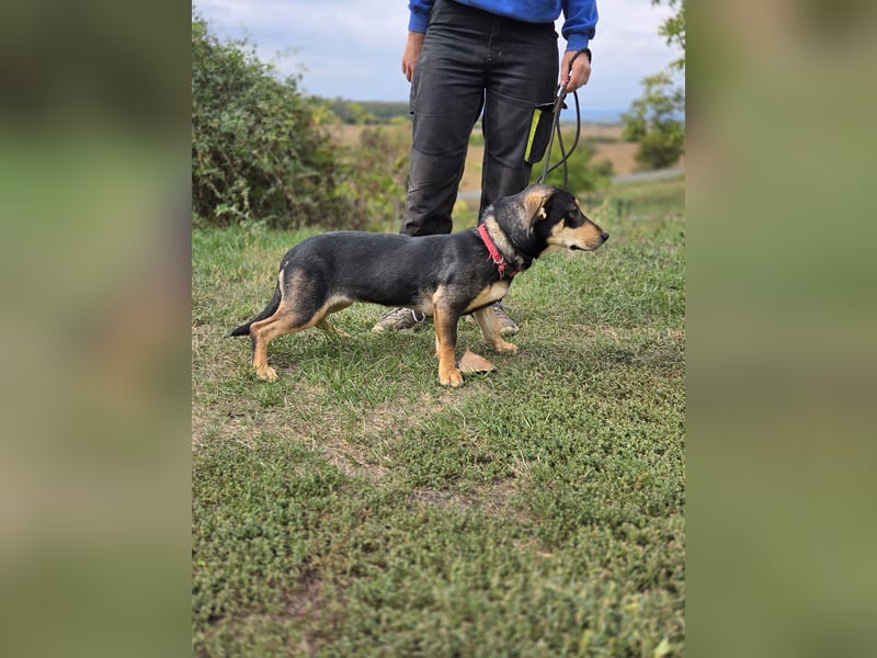 Kleine, fröhliche Dackel Mix Dame, 10Mon., kastriert